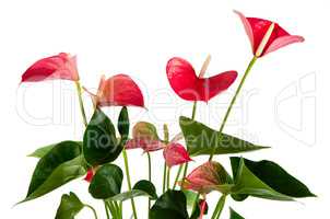 Beautiful Anthedesia anthurium