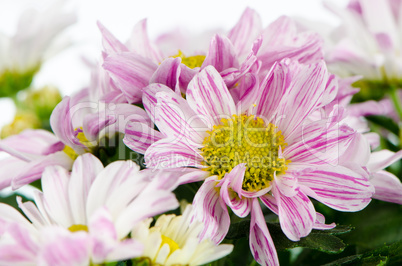 Beautiful Chrysanthemum flowers