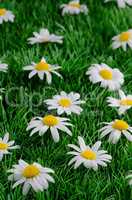 Daisies on grass