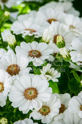 Beautiful Chrysanthemum flowers