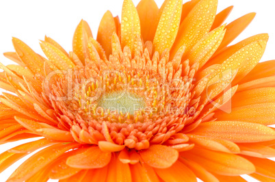 Orange gerbera daisy