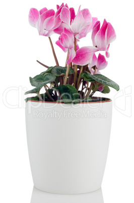 Beautiful pink Cyclamen flower