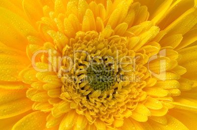 Yellow gerbera flower