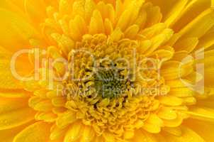 Yellow gerbera flower