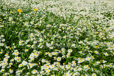 Field of daisies