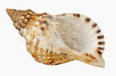 Sea shell