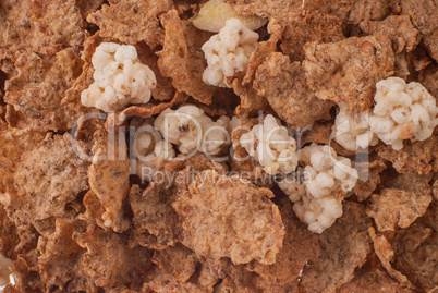 Crunchy breakfast cereals background