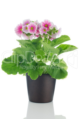 Beautiful pink primrose flowers