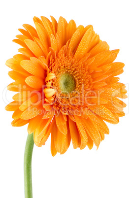 Orange gerbera daisy flower