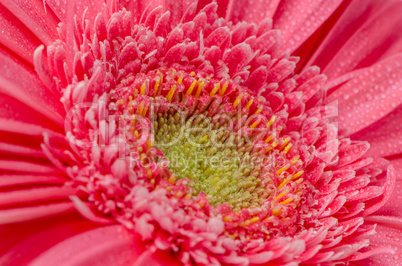 Pink gerbera flower