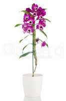 Beautiful pink orchid in a flowerpot