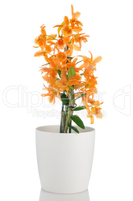 Beautiful orange dendrobium flowers