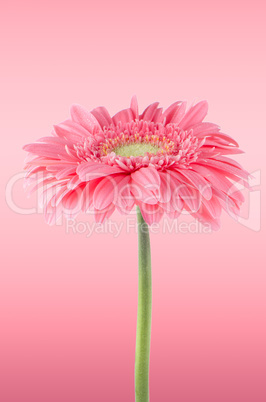 Pink gerbera daisy flower