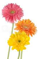Three colorful gerber daisies