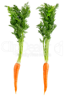 Carrots