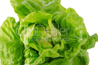 Green lettuce