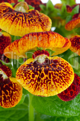 Closeup of yellow and red calceolarua flowers