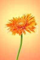 Orange gerbera daisy flower