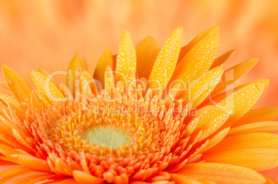 Orange gerbera daisy