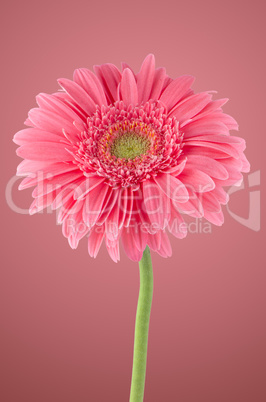 Pink gerbera daisy flower