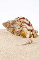Conch sea shell