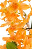 Closeup of orange dendrobium flowers