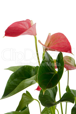 Beautiful Anthedesia anthurium