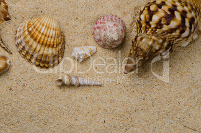 Seashells on the sand