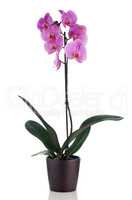 Beautiful pink orchid in a flowerpot