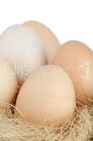 Chicken eggs on nest