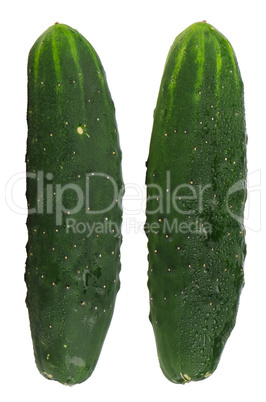 Fresh green cucumbers