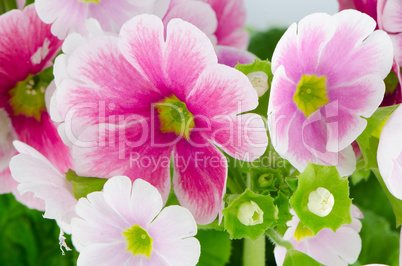 Closeup of pink primrose flowers