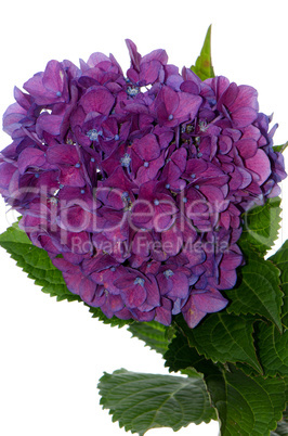 Lacecap Hydrangea (macrophylla normalis)