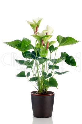 Beautiful Anthedesia anthurium