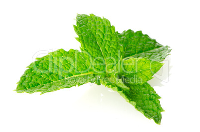 Fresh mint close up