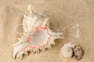 Conchs and shells