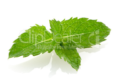 Fresh mint close up