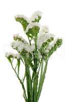 White statice flowers