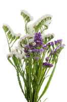 Purple and white statice flowers