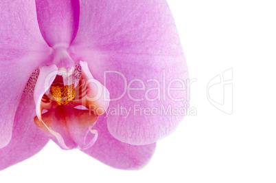 pink orchid (phalaenopsis)