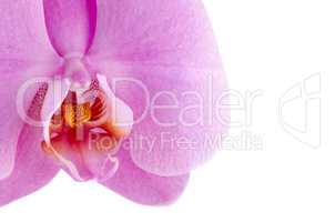 pink orchid (phalaenopsis)