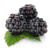 fresh berry blackberry