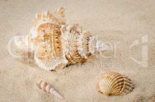 Sea shell on the shore