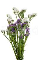White  and purple statice flowers