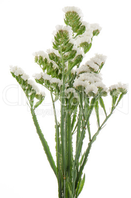 White statice flowers