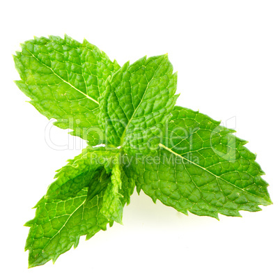 Fresh mint close up