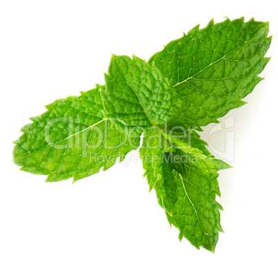 Fresh mint close up