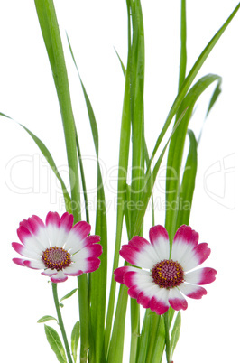 Beautiful pink flowers and green grass