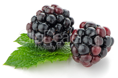 Ripe fresh blackberry