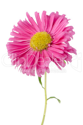 Pink daisy flower